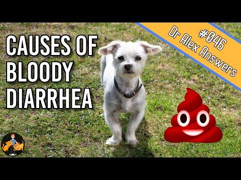 Why is there Blood in Your Dog's Stool? - Dog Health Vet Advice