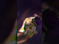 Hmare Dil Se Mat Khelo Freefire Garena Viral Trending Hmare Dil