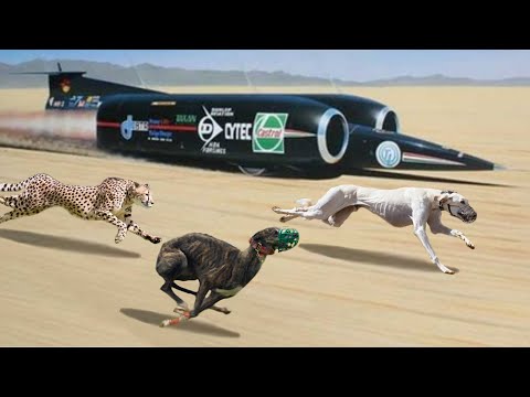 download lagu mp3 mp4 Fastest Dog Breeds, download lagu Fastest Dog Breeds gratis, unduh video klip Fastest Dog Breeds