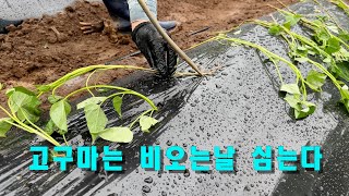 고구마는 비오는 날 심는다. #꿀고구마