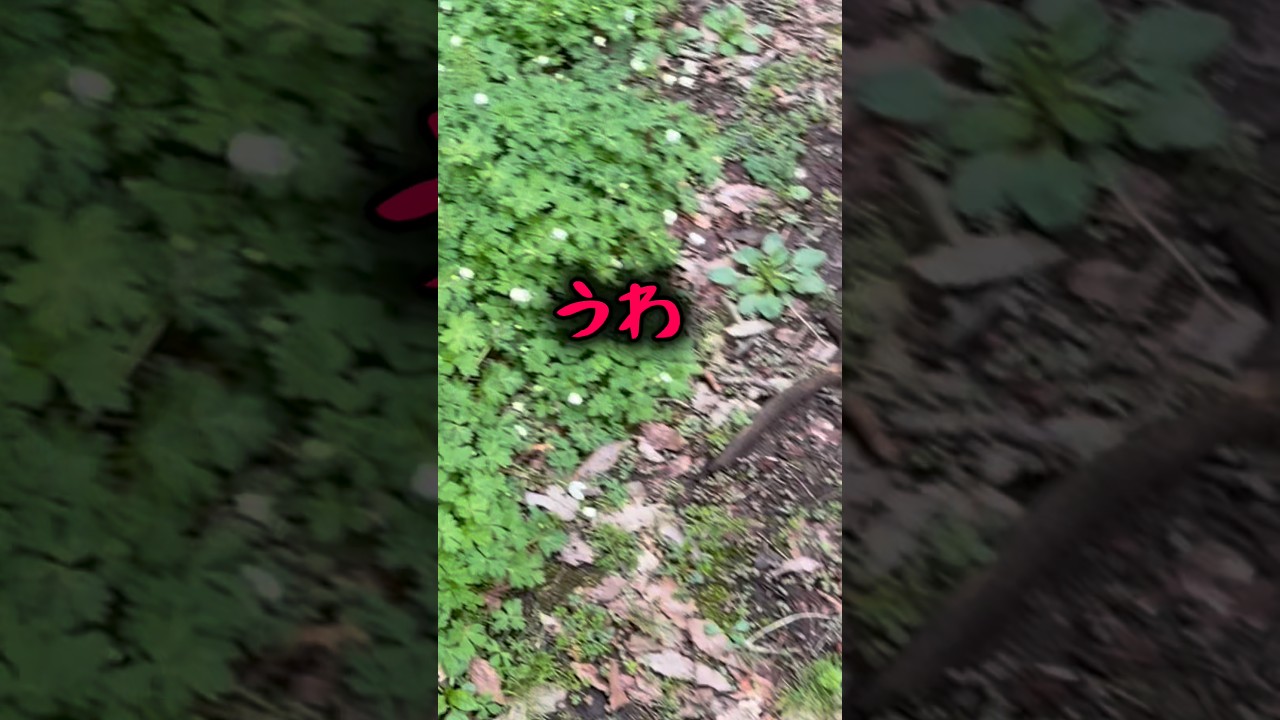 うわ！ヘビかと思った！#shors #農業 #佐渡 #農家 #米作り #仕事 #作業 #春 #田舎 #トラクター #田んぼ #清掃 #掃除 #メンテナンス #お米 #米 #コメ #コシヒカリ #終了