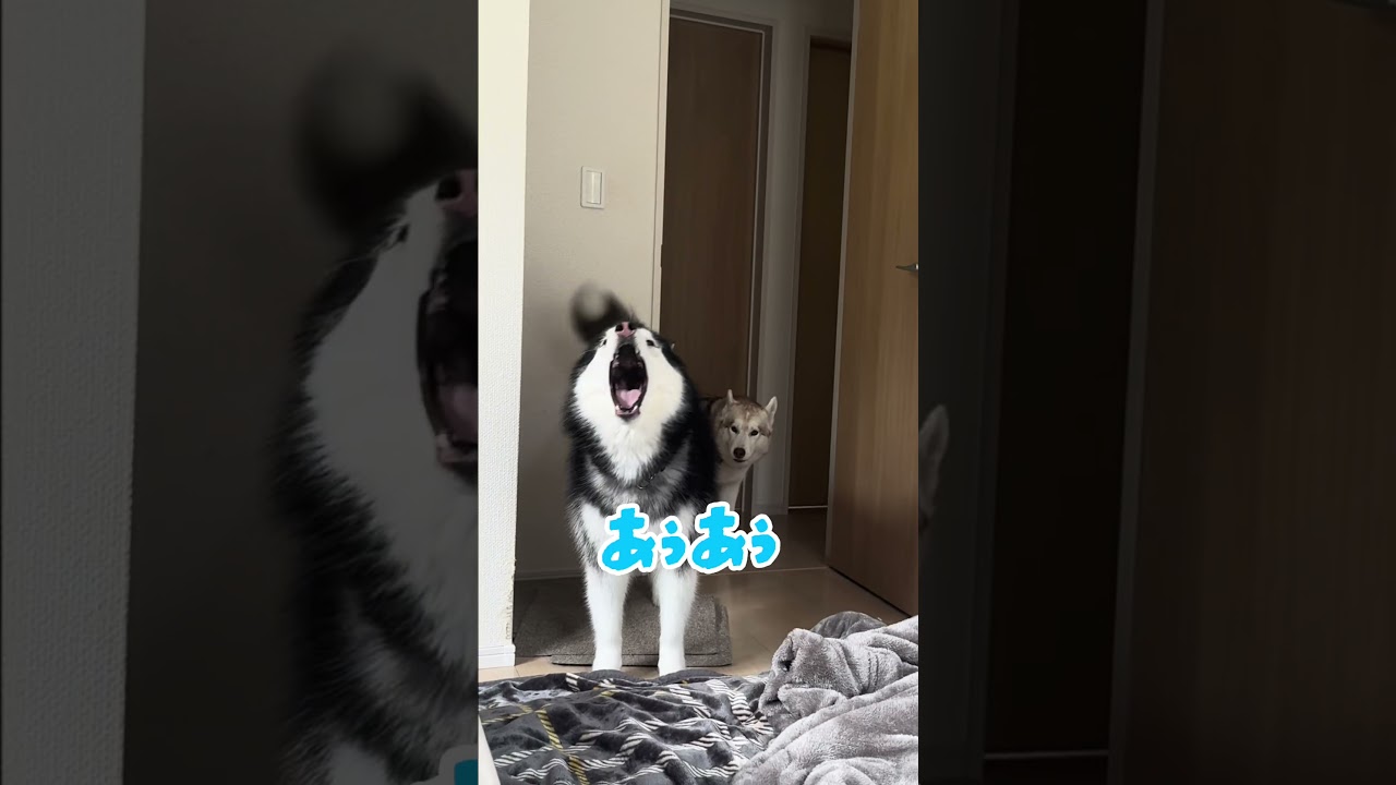 【長男】遠吠えが下手なハスキーwwww #善スタショート #お喋りハスキー