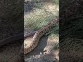 Red Diamondback Rattle Snake