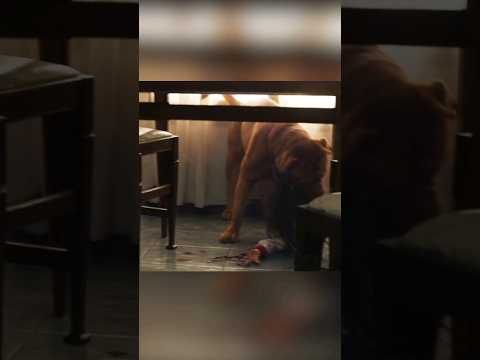 An Evil Spirit Enters The Dog | #shorts #viral #movie #cinemarecap #movierecap #recap