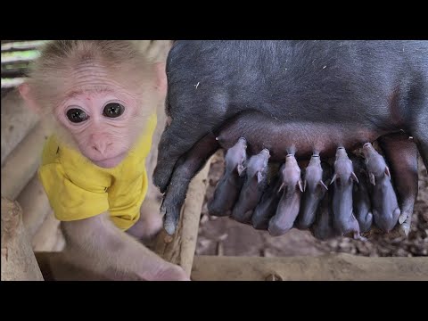 Bubu discovered that the sow gave birth and had a smart way to handle it