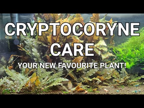 Cryptocoryne Care Guide - Crypt Melt, Planting, Trimming And Propagating Your Crypts!