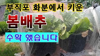 [텃밭농부 1,550]  부직포 화분에서 키운 봄배추 수확. #배추재배
