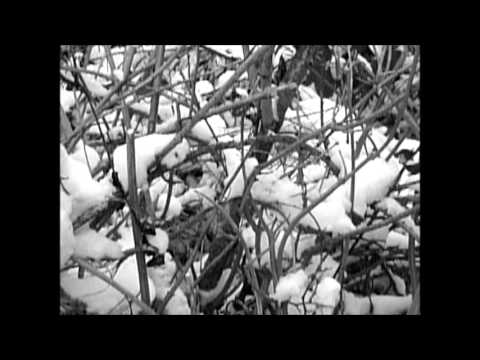 MYSTIC AURA - Winter