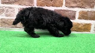 ハーフ犬の動画01