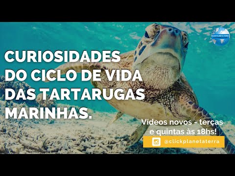 INTERESTING FACTS ABOUT THE LIFE CYCLE OF SEA TURTLES [Birth]