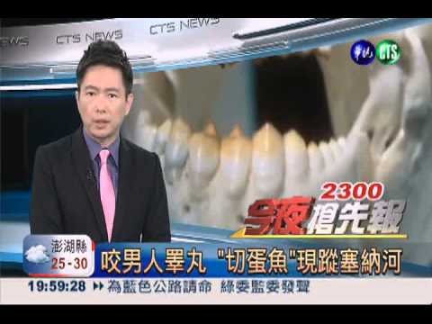 咬男人睪丸 "切蛋魚"現蹤塞納河