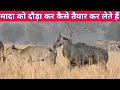 Mada Nilgai Ko Dauda Dauda Kr Taiyar Kaise Karte Hai Nar Techearth