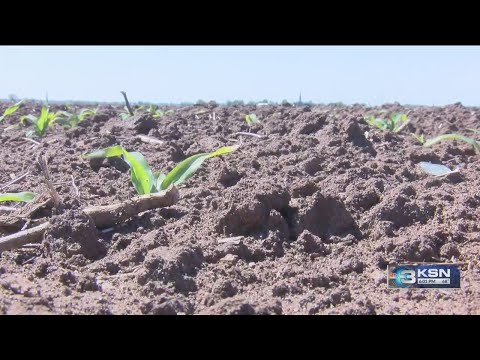 Recent rain not drought-busting for Kansas farmers