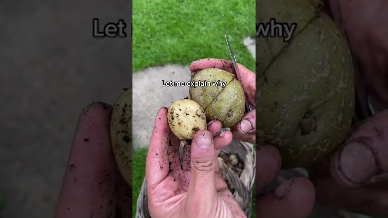 Why are green potatoes toxic? Ask Library