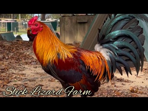 Hoskins Sweater Yellow leg hatch - SLICK LIZARD FARM