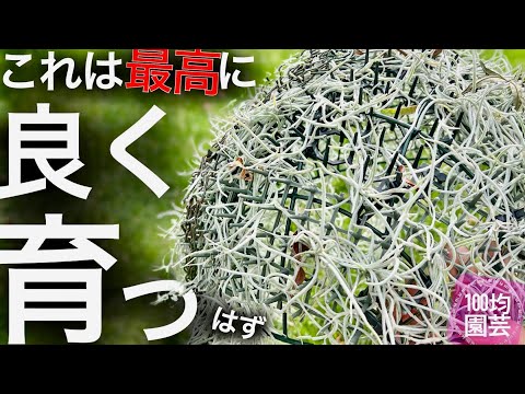 園芸 エンジェルヘア、空気の少女、スパニッシュモス、老人のひげ