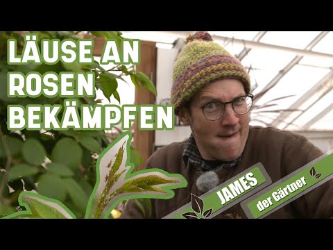 Blattläuse an Rosen - diese Mittel sollte man kennen | James der Gärtner