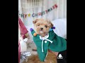 It S Rudolph The Teacup Maltipoo He S One Happy Puppy