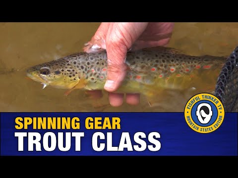 Spinning Gear Trout Class (trout fishing)