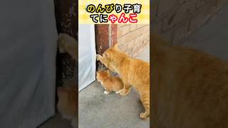 のんびり子育てにゃんこ#にゃんこ #子猫 #猫との暮らし #ペット動画 #癒し動物 #もふもふ猫 #かわいい猫