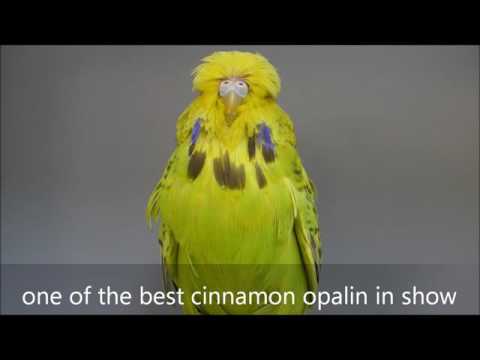 European Champion 2016 Daniel Lütolf Budgie Breeder
