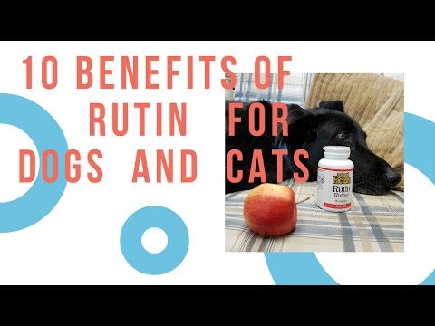 10 Benefits of Rutin For Dogs, Cats and People