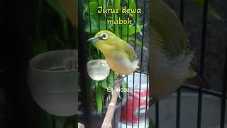 Download lagu Suara burung Pleci gacor teler jurus dewa mabol🤣 #planecrash #iyon #keep mp3 Download lagu Suara burung Pleci gacor teler jurus dewa mabol🤣 #planecrash #iyon #keep mp3