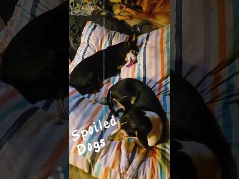 You may be spoiled, but are you "dog bed on the couch" spoiled? #Dog #SpoiledDog  #SeniorDogs