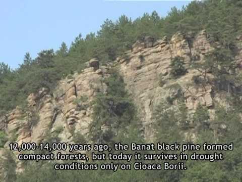 Video presentation of tourist sights Svinita, Romania.mpg