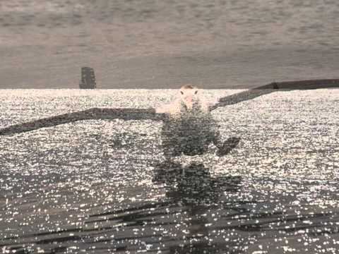 Charles Baudelaire „L'Albatros"