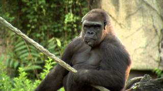 preview picture of video 'Gorilla Matchmaking - Cincinnati Zoo'