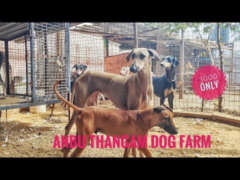 Rs.3000 முதல் நாட்டு நாய்கள் ||Native Dog Farm || Anbu Dog Farm ||Coimbatore