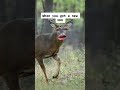 When Deer Find Out You Got A New 308 Hunting Shorts