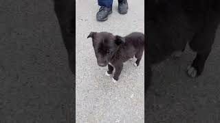 Download lagu #cute #puppy #funny #dog #video mp3