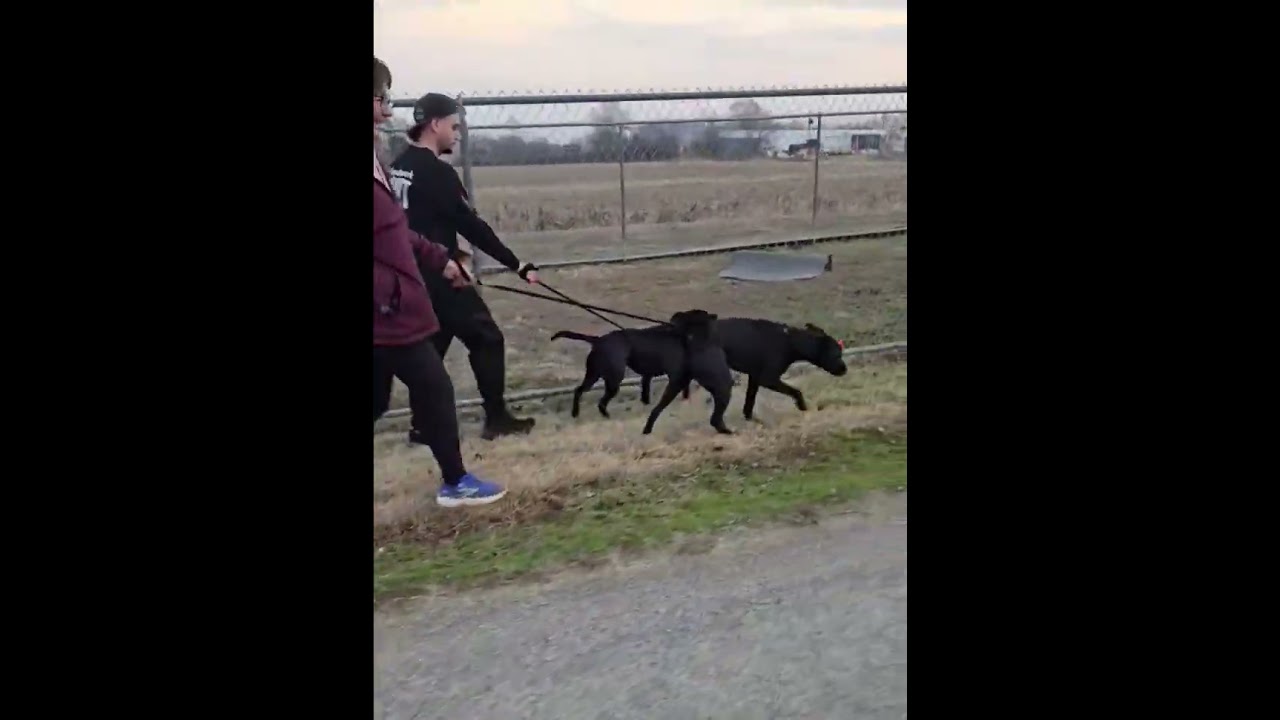 Enlarge Chance, an adoption pending mixed breed in Mount Carmel, IL video 6/6