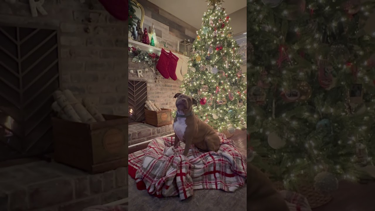 Enlarge Libby , a Adoptable American Bulldog in Marlton, NJ video 3/3