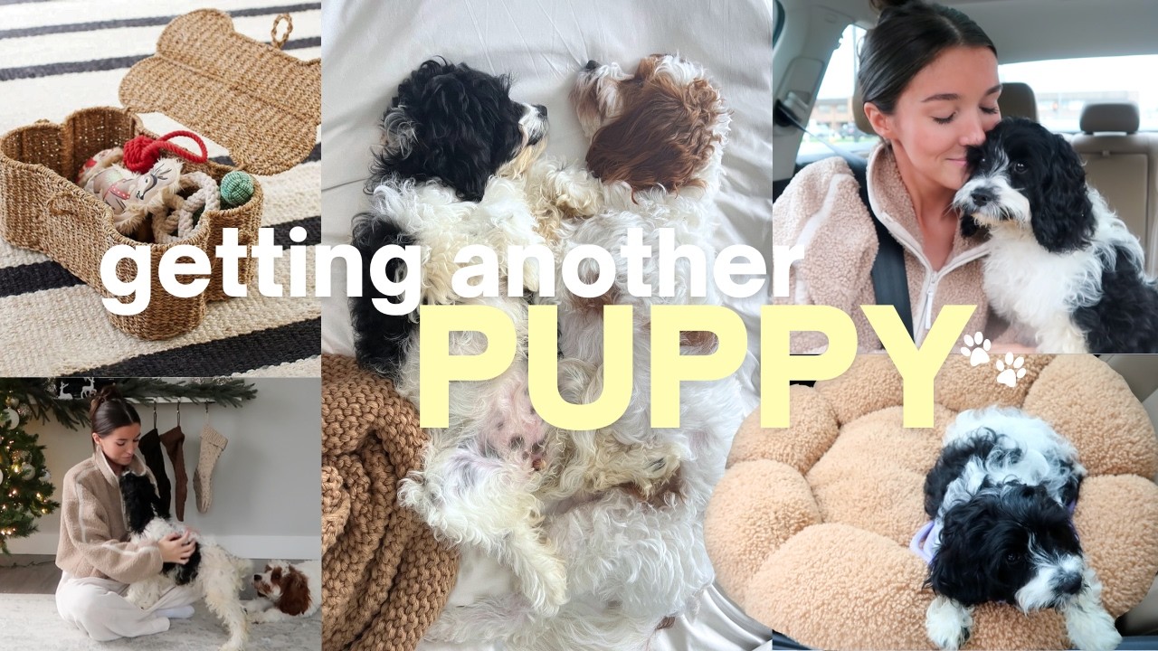 GETTING ANOTHER PUPPY 🐾