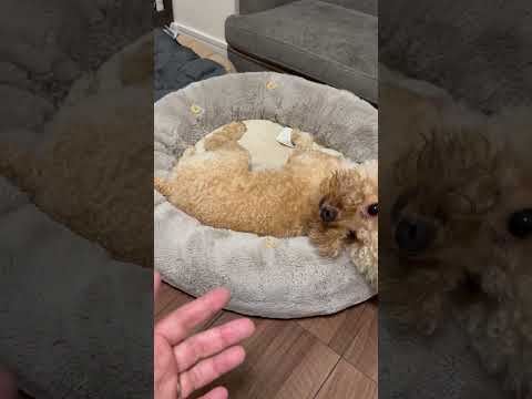 経営学科 ペットのおうちで丸くなるトイプードル12ヶ月 #toypoodle #トイプードル