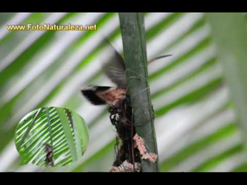 ErmitaÃƒÂ±o haciendo nido