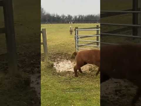 Beautiful Llama jumping. #shorts #tiktok #funnyvideo #viral  #trending #lama #funnyanimal #goats