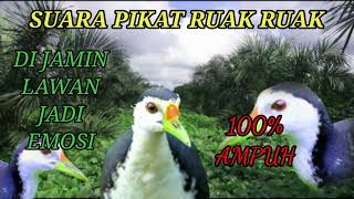 Download lagu SUARA PIKAT RUAK RUAK TERBARU BIKIN LAWAN JADI EMOSI!!!! mp3