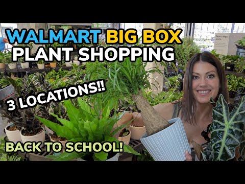 3 Walmarts Big Box Plant Shopping! Back To School Indoor Plants - Houseplant Haul & Plant Unboxing