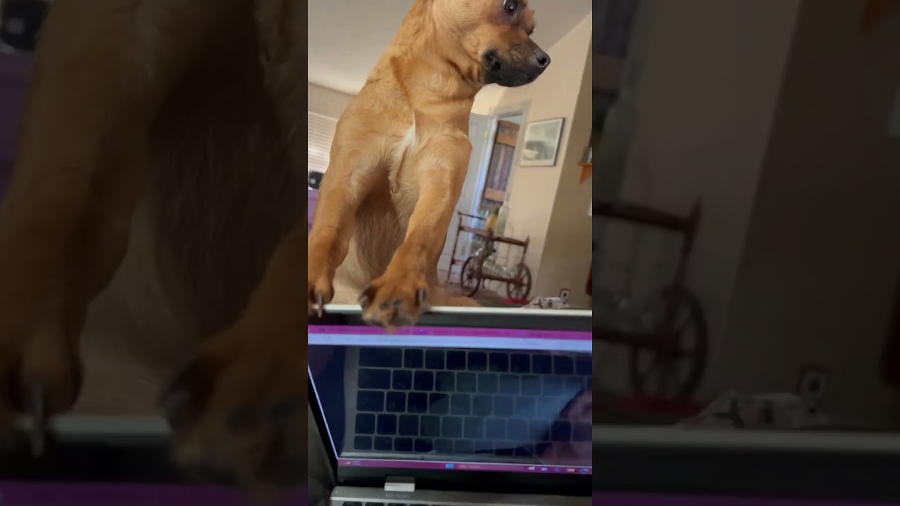 Enlarge Sweet Boy, a Adoptable mixed breed in Wimberley, TX video 6/6