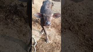 Download lagu Baby buffalo sound #shortvideo #short #animals #village #shortsvideo #buffalo #calf mp3