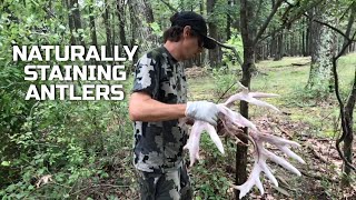 How to Naturally Stain Antlers | Guide Tip Tuesday