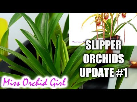 Slipper Orchids Update #1 - Phragmipediums & Multiflorals