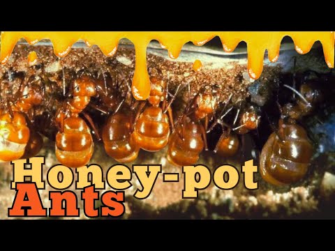 Honey-Pot Ants: Nature’s Living Food Jars