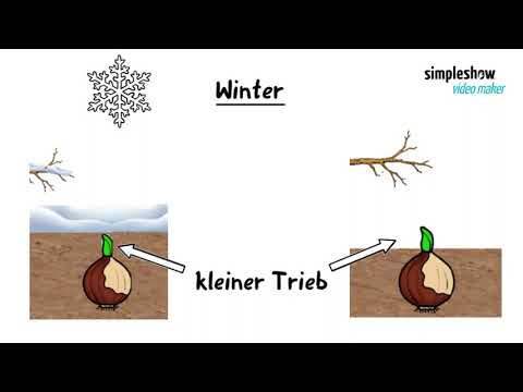 Jahresverlauf Tulpe 1