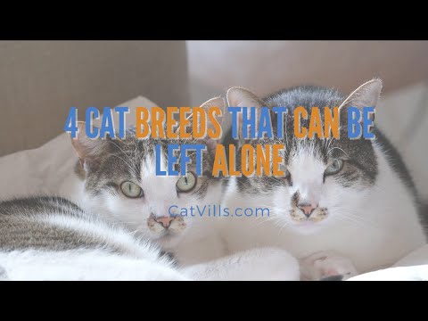 4 CAT BREEDS THAT CAN BE LEFT ALONE