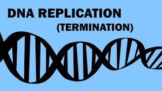 DNA REPLICATION (3/3) - TERMINATION